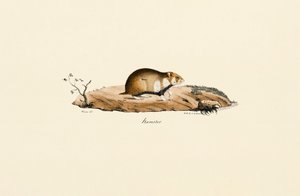 Hamster comum de Jacques Christophe Werner