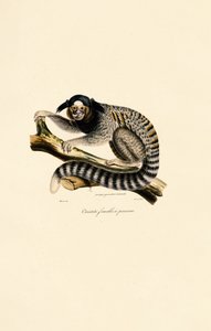 Sagui comum (fêmea) de Jacques Christophe Werner