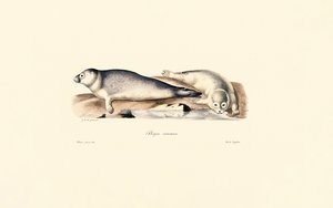 Selo comum de Jacques Christophe Werner