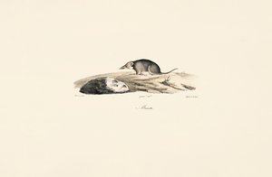 Musaranho comum de Jacques Christophe Werner