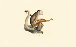 Macaco esquilo comum de Jacques Christophe Werner