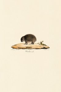 Wombat comum (macho) de Jacques Christophe Werner