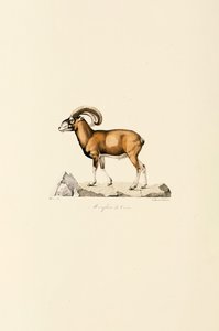 Muflão da Córsega
