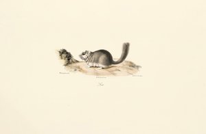 Coypu de Jacques Christophe Werner