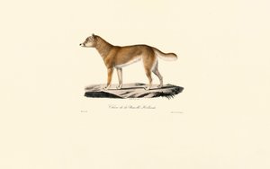 Dingo de Jacques Christophe Werner