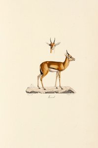 Dorcas Gazelle de Jacques Christophe Werner