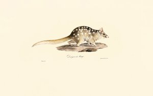 Quoll oriental de Jacques Christophe Werner