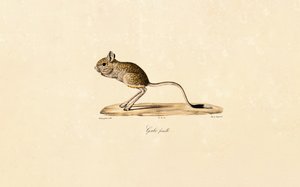 Gerbo egípcio (fêmea) de Jacques Christophe Werner