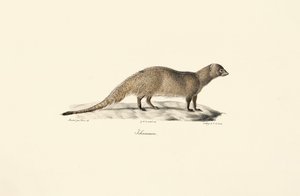 Mangusto egípcio de Jacques Christophe Werner