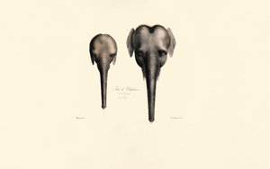 Comparação de cabeças de elefante de Jacques Christophe Werner