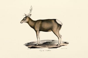 Alce - macho de Jacques Christophe Werner