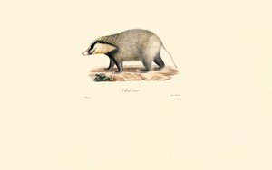 Texugo europeu de Jacques Christophe Werner