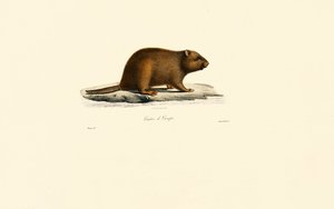 Castor europeu de Jacques Christophe Werner