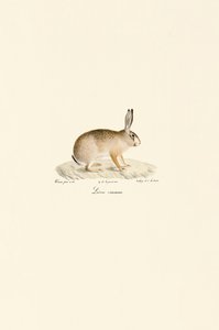 Lebre europeia de Jacques Christophe Werner