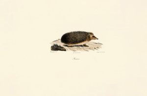 Ouriço-cacheiro europeu de Jacques Christophe Werner