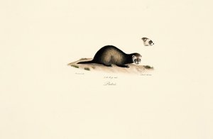 Gato-palheiro europeu de Jacques Christophe Werner