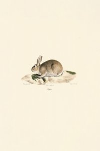 Coelho europeu (Lapin) de Jacques Christophe Werner
