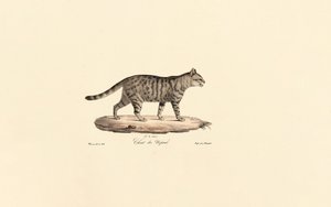 Gato selvagem europeu (Felis silvestris) de Jacques Christophe Werner