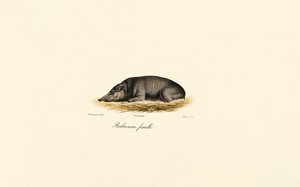 Fêmea Babirusa de Jacques Christophe Werner