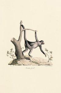 Macaco aranha preto fêmea de Jacques Christophe Werner