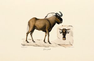 Fêmea de gnu azul de Jacques Christophe Werner