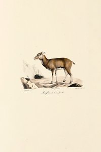 Fêmea de muflão da Córsega de Jacques Christophe Werner