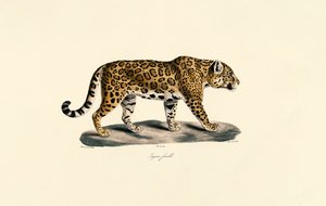 Fêmea de Jaguar de Jacques Christophe Werner