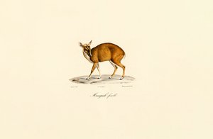 Fêmea Muntjac de Jacques Christophe Werner
