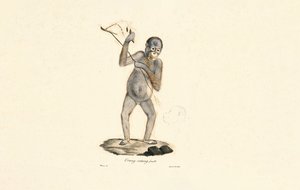Orangotango fêmea de Jacques Christophe Werner