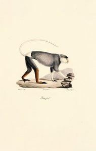 Macaco Patas fêmea de Jacques Christophe Werner