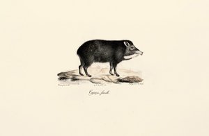 Pecari fêmea de Jacques Christophe Werner