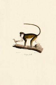 Macaco de cauda vermelha fêmea de Jacques Christophe Werner