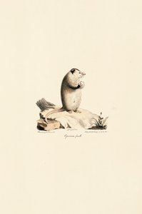 Fêmea de gambá da Virgínia de Jacques Christophe Werner