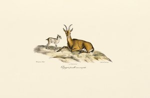Cabra selvagem fêmea com cabrito de Jacques Christophe Werner