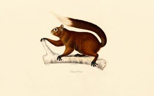Esquilo raposa de Jacques Christophe Werner