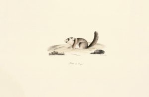 Esquilo da Gâmbia de Jacques Christophe Werner