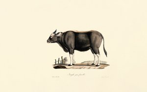 Gaur Feminino de Jacques Christophe Werner