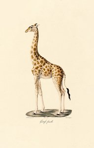 Girafa (Fêmea) de Jacques Christophe Werner
