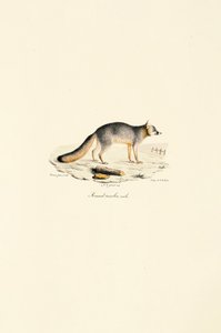 Macho de raposa cinzenta (Urocyon cinereoargenteus) de Jacques Christophe Werner