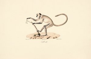 Langur de Hanuman cinzento de Jacques Christophe Werner