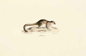 Lémure-rato-cinzento de Jacques Christophe Werner