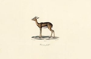 Reedbuck cinzento (Fêmea) de Jacques Christophe Werner