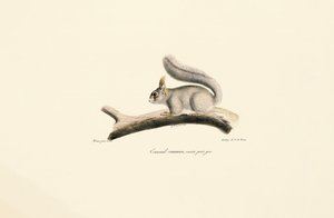 Esquilo cinzento (variante do esquilo europeu) de Jacques Christophe Werner