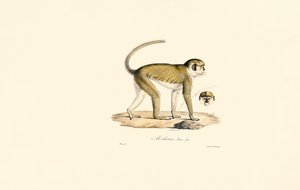 Macaco verde (Malbrouc Femelle) de Jacques Christophe Werner