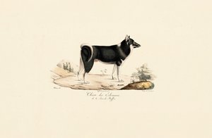 Cão da Gronelândia de Jacques Christophe Werner