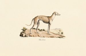 Galgo de Jacques Christophe Werner