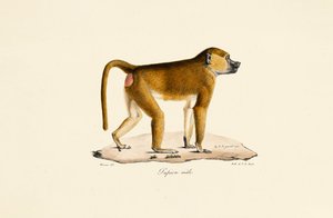 Babuíno da Guiné (macho) de Jacques Christophe Werner