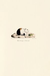 Porquinho-da-índia de Jacques Christophe Werner