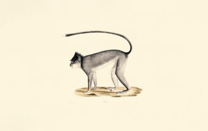 Langur de Hanuman de Jacques Christophe Werner