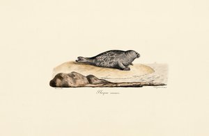 Foca do porto de Jacques Christophe Werner